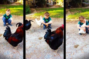 Mały chłopiec przytula kurczaka: wideo, fascynujące użytkowników sieci